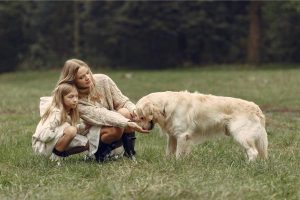 Various family-friendly best farm dogs breeds known for protecting and guarding farms, including Australian Shepherds, Border Collies, and Great Pyrenees.