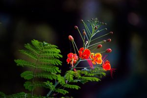 Beautiful Gulmohar plant in full bloom with vibrant red flowers.